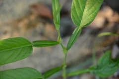 Tadehagi triquetrum