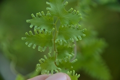 Lygodium japonicum