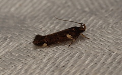 Macrobathra alternatella