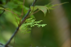 Lygodium japonicum