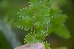 Lygodium japonicum
