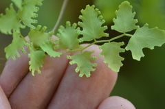 Lygodium japonicum