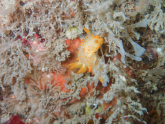 Crimora papillata