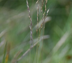 Molinia caerulea caerulea