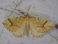 Eulithis mellinata