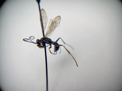 Auplopus mellipes variitarsus