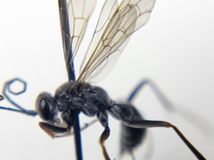 Auplopus mellipes variitarsus