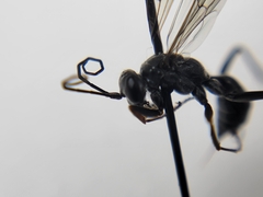 Auplopus mellipes variitarsus