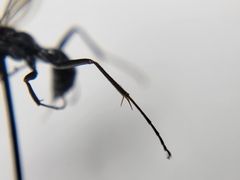 Auplopus mellipes variitarsus