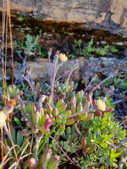 Curio crassulifolius