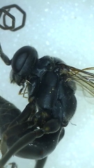 Auplopus mellipes variitarsus