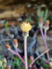 Curio crassulifolius