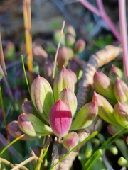 Curio crassulifolius