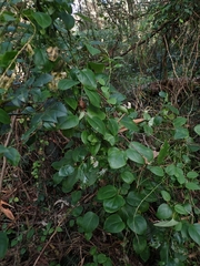 Vincetoxicum barbatum