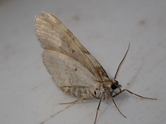 Xanthorhoe montanata