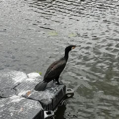 Phalacrocorax carbo