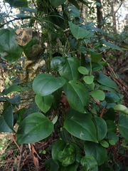 Vincetoxicum barbatum