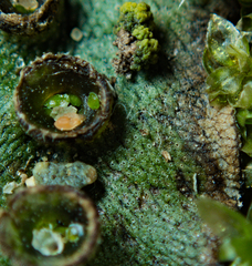 Marchantia polymorpha
