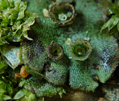 Marchantia polymorpha
