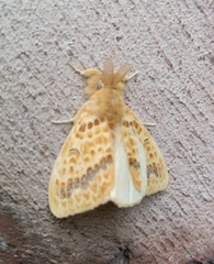 Mylantria xanthospila