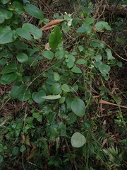 Vincetoxicum barbatum