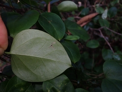 Vincetoxicum barbatum