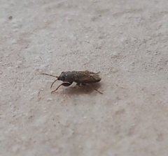Megalonotus sabulicola