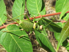 Steropleurus andalusius