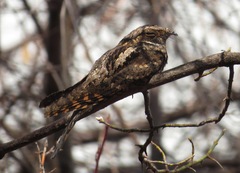 Eastern Whip-Poor-Will photo 4