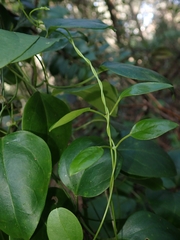 Vincetoxicum barbatum