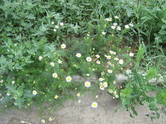 Tripleurospermum inodorum