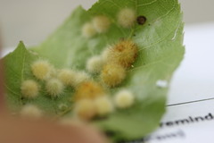 Caryomyia holotricha