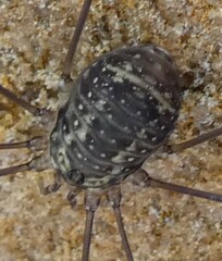 Leiobunum