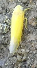 Membracoidea