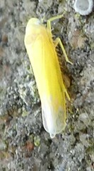 Membracoidea