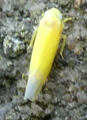 Membracoidea