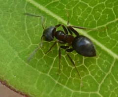 Formicidae