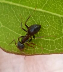 Formicidae