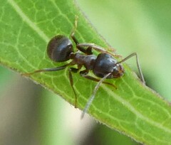 Formicidae