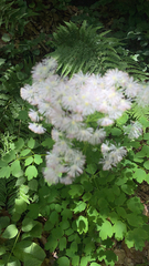 Thalictrum aquilegiifolium