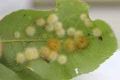 Caryomyia holotricha