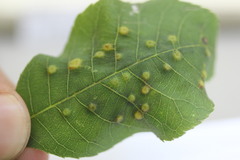 Caryomyia holotricha