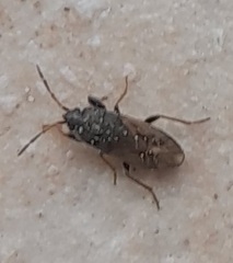 Megalonotus sabulicola