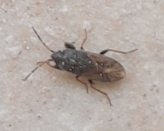Megalonotus sabulicola