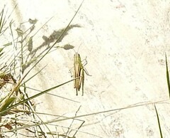 Chorthippus apicalis