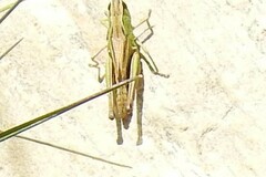 Chorthippus apicalis