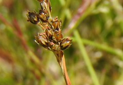 Juncus squarrosus