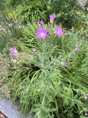Epilobium hirsutum