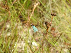 Juncus squarrosus
