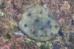 Ircinia oros